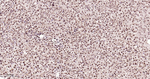 ALY Antibody in Immunohistochemistry (Paraffin) (IHC (P))