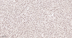 ALY Antibody in Immunohistochemistry (Paraffin) (IHC (P))