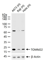 TOMM22 Antibody in Western Blot (WB)
