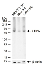 alpha COP Recombinant Rabbit Monoclonal Antibody (6D6)