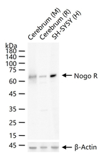 Nogo Receptor Recombinant Rabbit Monoclonal Antibody (12E10)