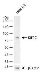 MCAK Recombinant Rabbit Monoclonal Antibody (5H2)