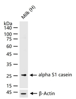 CSN1S1 Antibody in Western Blot (WB)