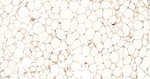 AZGP1 Recombinant Rabbit Monoclonal Antibody (9B11)