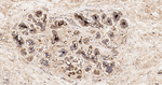 AZGP1 Antibody in Immunohistochemistry (Paraffin) (IHC (P))