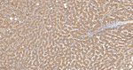 AZGP1 Antibody in Immunohistochemistry (Paraffin) (IHC (P))