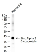 AZGP1 Antibody in Western Blot (WB)