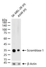 PLSCR1 Recombinant Rabbit Monoclonal Antibody (6E12)