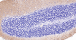 GluR1 Antibody in Immunohistochemistry (Paraffin) (IHC (P))