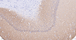 GluR1 Antibody in Immunohistochemistry (Paraffin) (IHC (P))