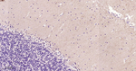 GluR1 Antibody in Immunohistochemistry (Paraffin) (IHC (P))