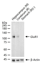 GluR1 Antibody in Western Blot (WB)