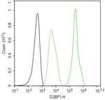 G3BP1 Antibody in Flow Cytometry (Flow)