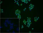 G3BP1 Recombinant Rabbit Monoclonal Antibody (18C17)
