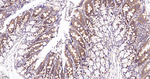 G3BP1 Antibody in Immunohistochemistry (Paraffin) (IHC (P))