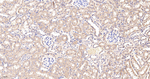 G3BP1 Antibody in Immunohistochemistry (Paraffin) (IHC (P))