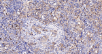 G3BP1 Antibody in Immunohistochemistry (Paraffin) (IHC (P))