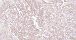 G3BP1 Antibody in Immunohistochemistry (Paraffin) (IHC (P))