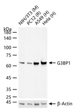 G3BP1 Antibody in Western Blot (WB)