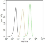 VPS11 Antibody in Flow Cytometry (Flow)
