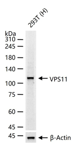 VPS11 Antibody in Western Blot (WB)