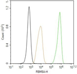 RBM8A Antibody in Flow Cytometry (Flow)