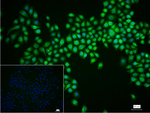 RBM8A Recombinant Rabbit Monoclonal Antibody (12B4)