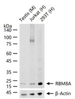 RBM8A Antibody in Western Blot (WB)