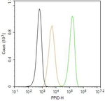 Cyclophilin 40 Antibody in Flow Cytometry (Flow)
