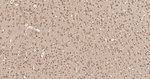 Cyclophilin 40 Recombinant Rabbit Monoclonal Antibody (5B12)