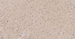 Cyclophilin 40 Antibody in Immunohistochemistry (Paraffin) (IHC (P))