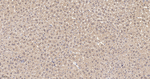 Cyclophilin 40 Antibody in Immunohistochemistry (Paraffin) (IHC (P))