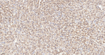 Cyclophilin 40 Antibody in Immunohistochemistry (Paraffin) (IHC (P))