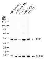 Cyclophilin 40 Antibody in Western Blot (WB)