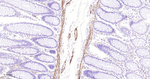 MYL9 Antibody in Immunohistochemistry (Paraffin) (IHC (P))