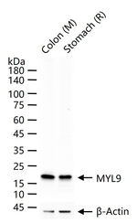 MYL9 Antibody in Western Blot (WB)