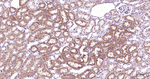 PAR2 Antibody in Immunohistochemistry (Paraffin) (IHC (P))