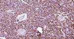 PAR2 Antibody in Immunohistochemistry (Paraffin) (IHC (P))