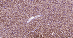 PAR2 Recombinant Rabbit Monoclonal Antibody (16C12)
