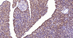 PAR2 Antibody in Immunohistochemistry (Paraffin) (IHC (P))