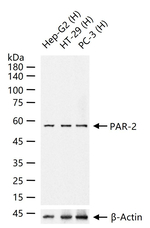 PAR2 Antibody in Western Blot (WB)