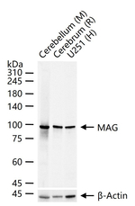 MAG Antibody in Western Blot (WB)