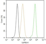 UAP56 Antibody in Flow Cytometry (Flow)