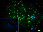 UAP56 Recombinant Rabbit Monoclonal Antibody (12B9)