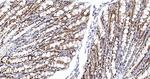 UAP56 Antibody in Immunohistochemistry (Paraffin) (IHC (P))