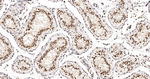 UAP56 Antibody in Immunohistochemistry (Paraffin) (IHC (P))