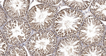 UAP56 Antibody in Immunohistochemistry (Paraffin) (IHC (P))