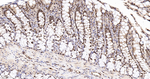 UAP56 Antibody in Immunohistochemistry (Paraffin) (IHC (P))