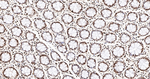 UAP56 Antibody in Immunohistochemistry (Paraffin) (IHC (P))