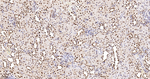 UAP56 Antibody in Immunohistochemistry (Paraffin) (IHC (P))